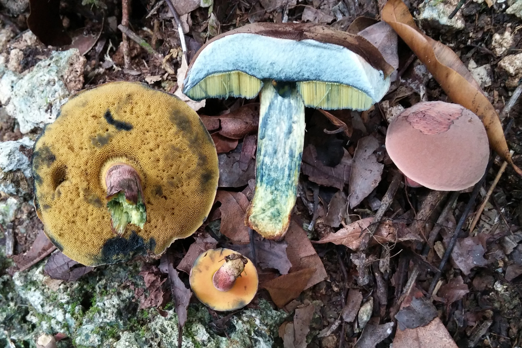Neoboletus antillanus