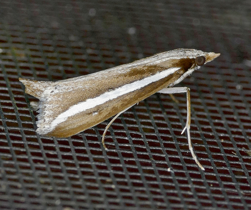 Carectocultus perstrialis Hübner, 1825