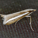 Reed-boring Crambid Moth - Photo (c) Monica Krancevic, some rights reserved (CC BY-NC), uploaded by Monica Krancevic