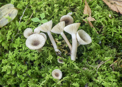 Lactarius griseus