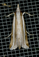 Carectocultus perstrialis