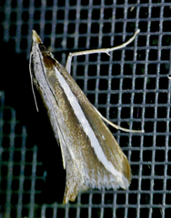 Carectocultus perstrialis