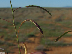 Heliophila variabilis