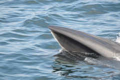 Balaenoptera borealis