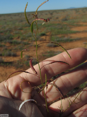 Heliophila variabilis