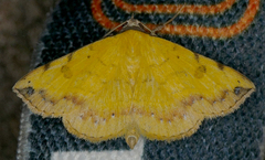 Hemeroplanis floccalis