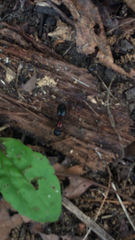 Camponotus novaeboracensis