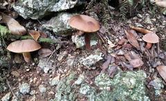 Neoboletus antillanus