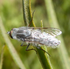 Irwiniella
