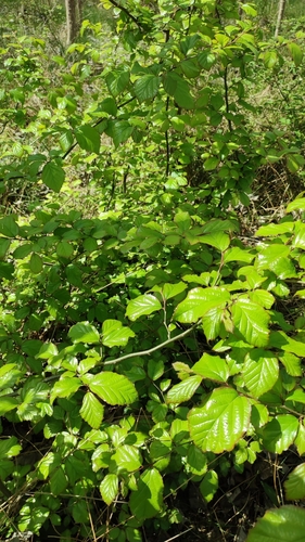Image of Parrotia persica by (c) ㅤ‌, some rights reserved (CC BY)