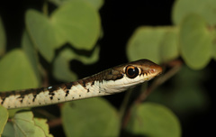 Dendrelaphis tristis