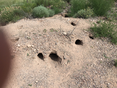 Dipodomys spectabilis