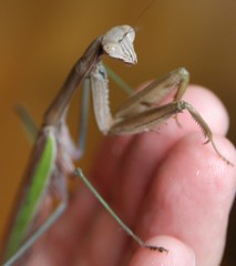 Tenodera