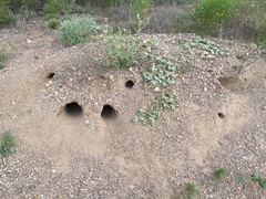 Dipodomys spectabilis