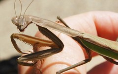 Tenodera