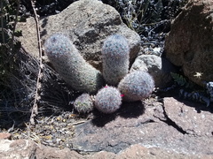 Mammillaria pottsii