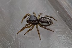 Pelegrina flavipes