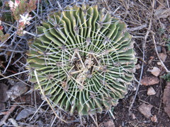 Echinofossulocactus lamellosus
