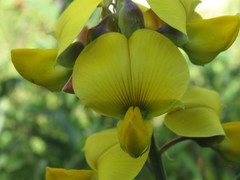 Crotalaria ochroleuca