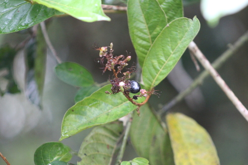 Image of Hirtella americana by (c) Martha Lucia Ortiz-Moreno, some rights reserved (CC BY)