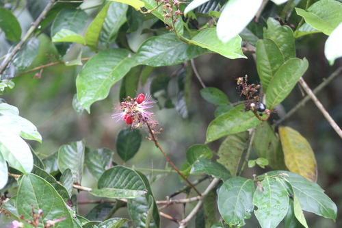 Image of Hirtella americana by (c) Martha Lucia Ortiz-Moreno, some rights reserved (CC BY)