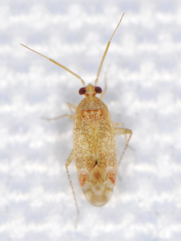 Roburocoris maculosus