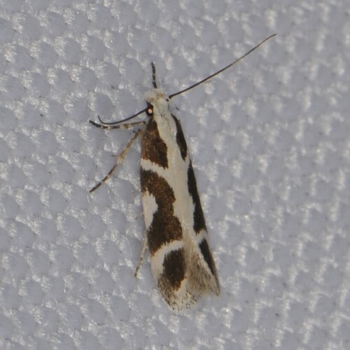 Aroga paulella photo 2