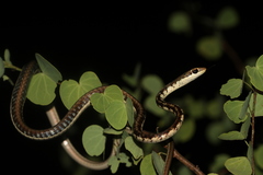 Dendrelaphis tristis