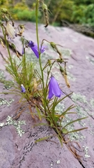 Campanula intercedens