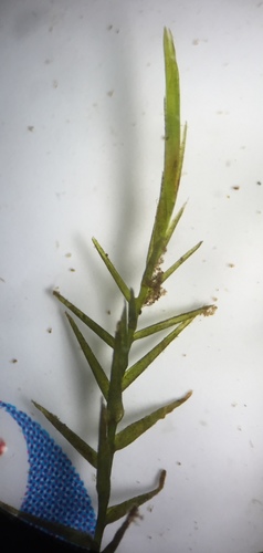 Fontinalis sphagnifolia