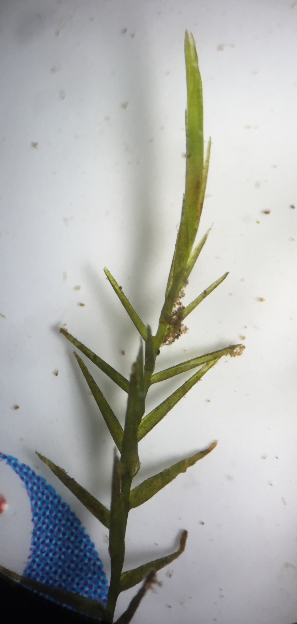 Fontinalis sphagnifolia