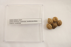 Cryptocarya mandioccana