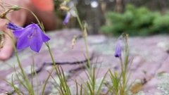 Campanula intercedens