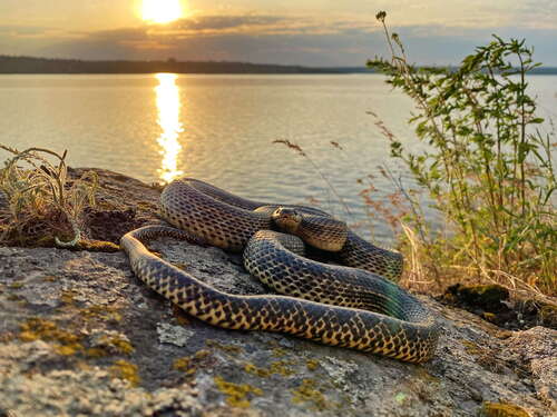 East-Four-lined Ratsnake, Дніпровський район, Дніпропетровська область, Україна, photo 5 of 10
