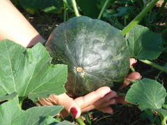 Cucurbita maxima