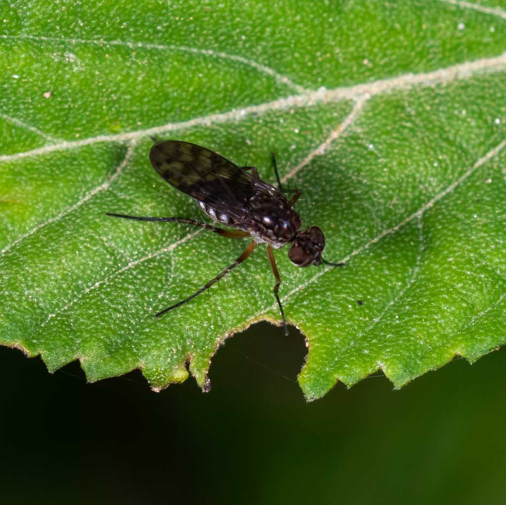 Stenopygium