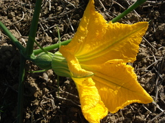 Cucurbita maxima