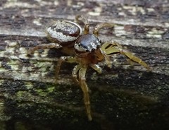 Pelegrina flavipes