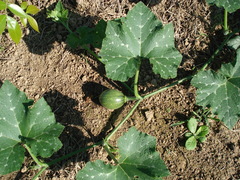 Cucurbita maxima
