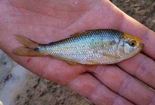 Gestreepte tetra (Astyanax lineatus) — Characidae — 2