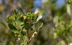 Lithraea brasiliensis