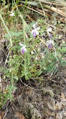 Trichostema arizonicum