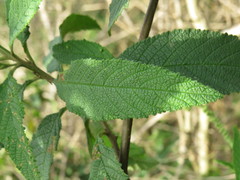 Varronia curassavica