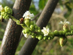 Varronia curassavica