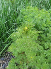 Descurainia sophioides