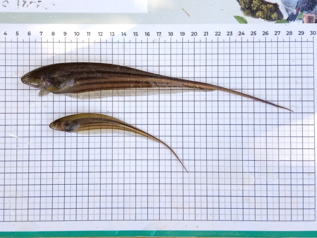 Eigenmannia desantanai