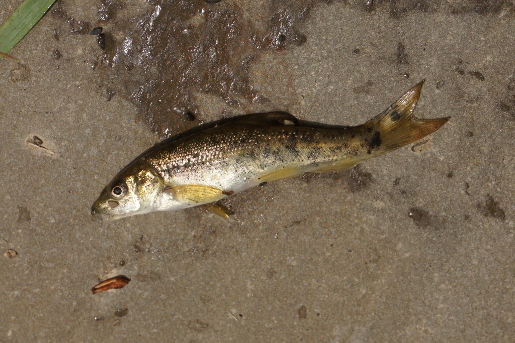 Crimean barbel (Barbus tauricus) — Cyprinidae