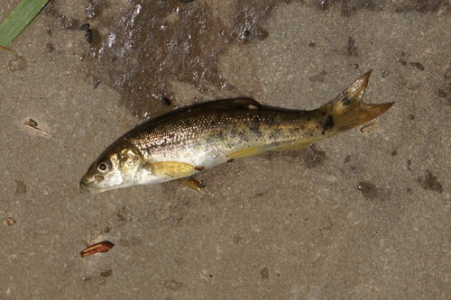 Crimean barbel (Barbus tauricus) — Cyprinidae