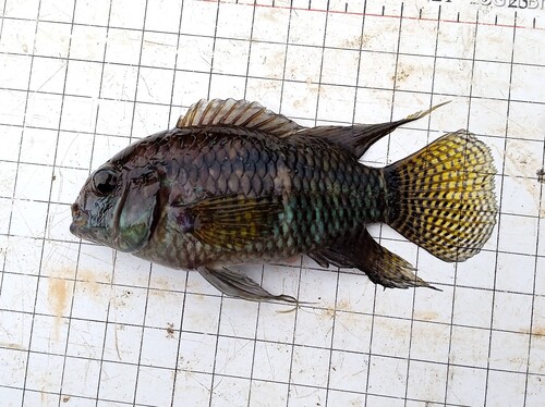 Chanchita (Cichlasoma dimerus) — Cichlidae — 2