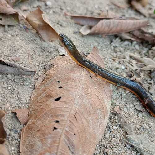 Wied's Keelback, Helicops carinicaudus